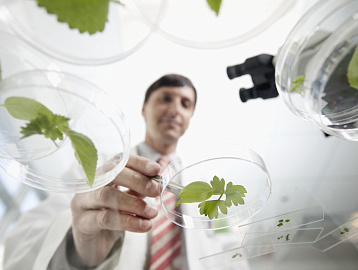 Акселератор фрии что это. Plants in petri dishes. Акселератор фрии что это фото. Акселератор фрии что это-Plants in petri dishes. картинка Акселератор фрии что это. картинка Plants in petri dishes